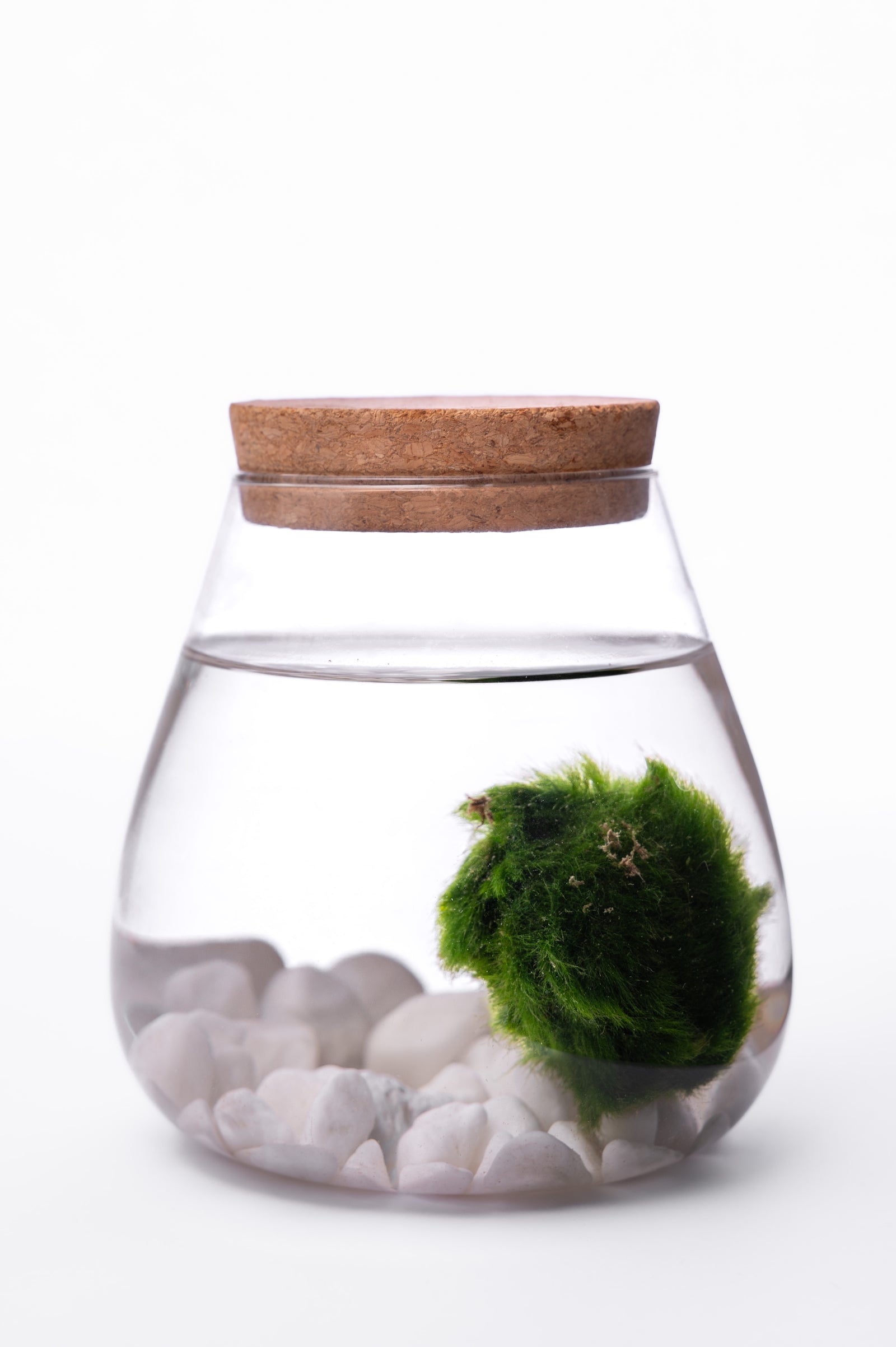 Marimo Loptica u Staklenoj Posudi – Zen Dekor za Dom