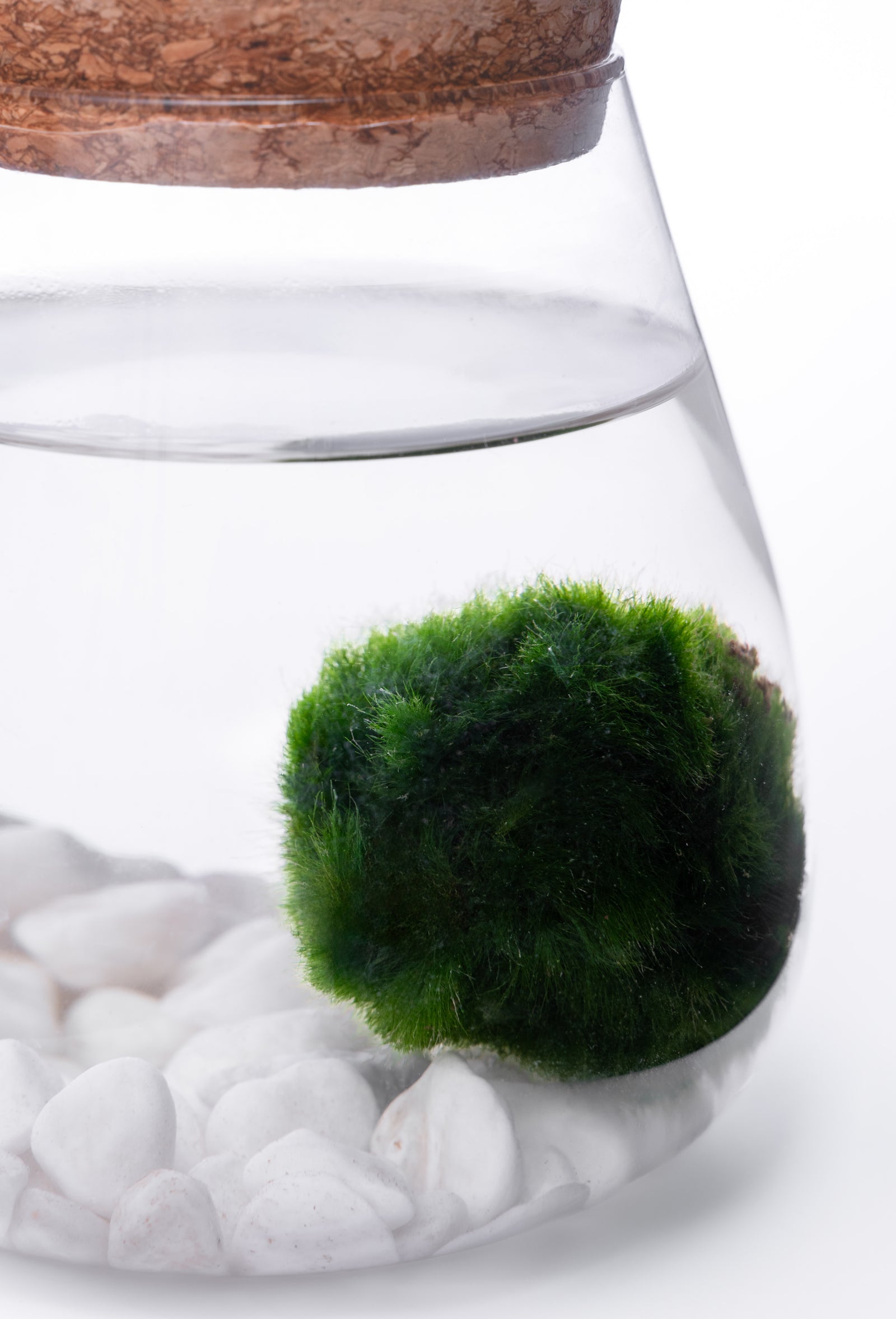 Marimo Loptica u Staklenoj Posudi – Zen Dekor za Dom