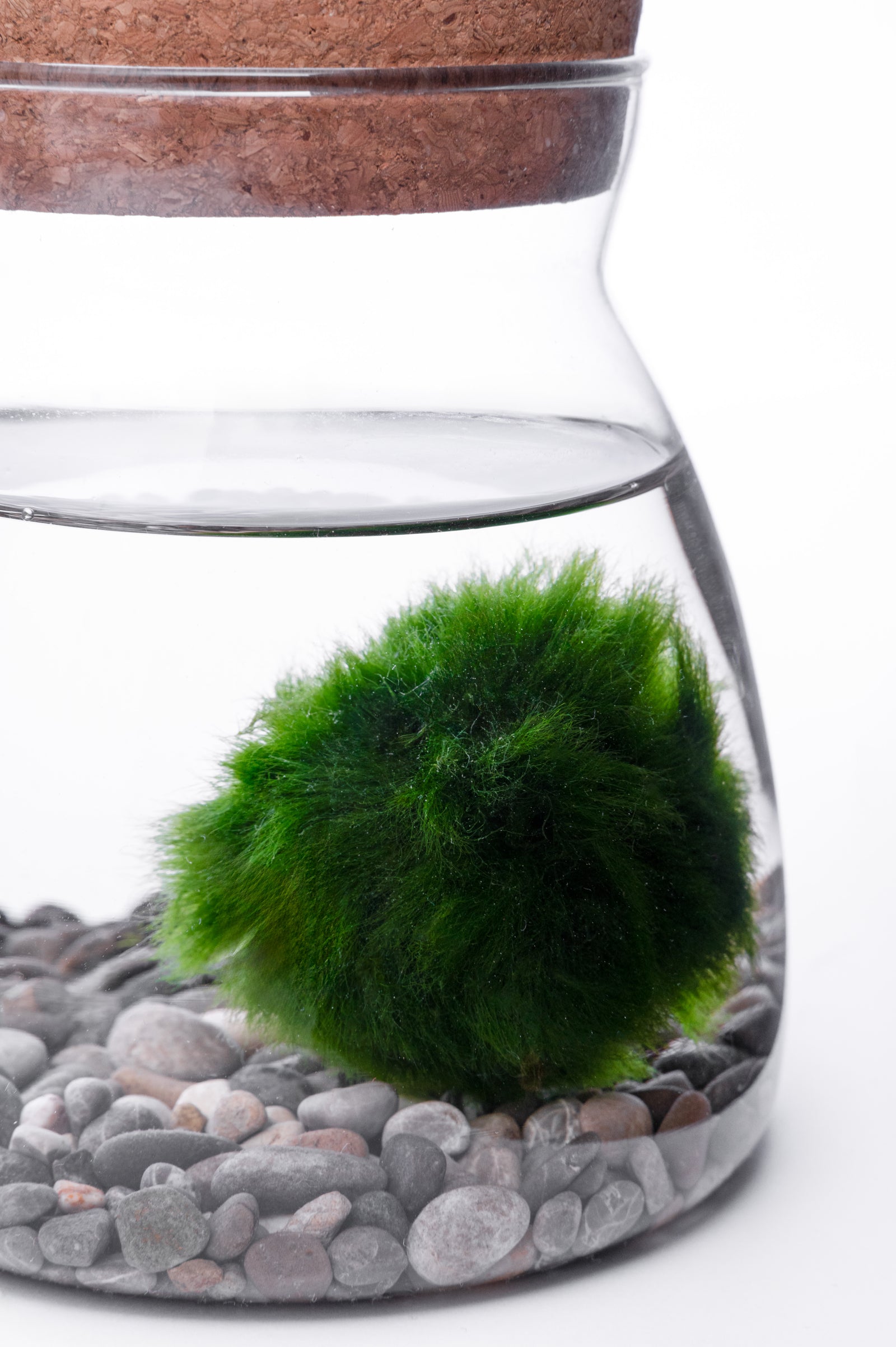 Marimo u Staklu – Minimalistička Dekoracija Enterijera