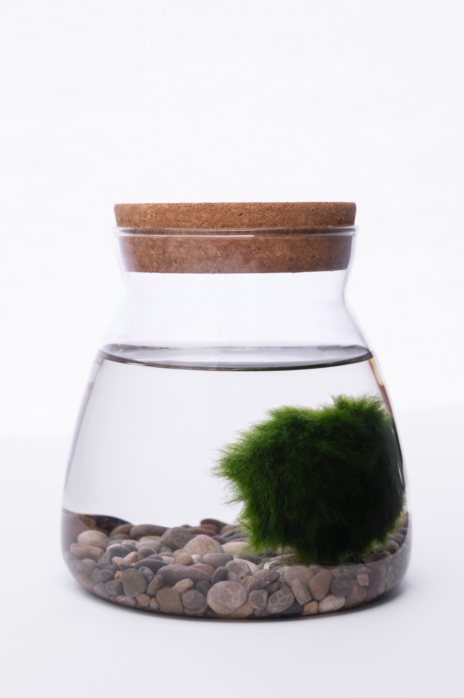 Marimo u Staklu – Minimalistička Dekoracija Enterijera