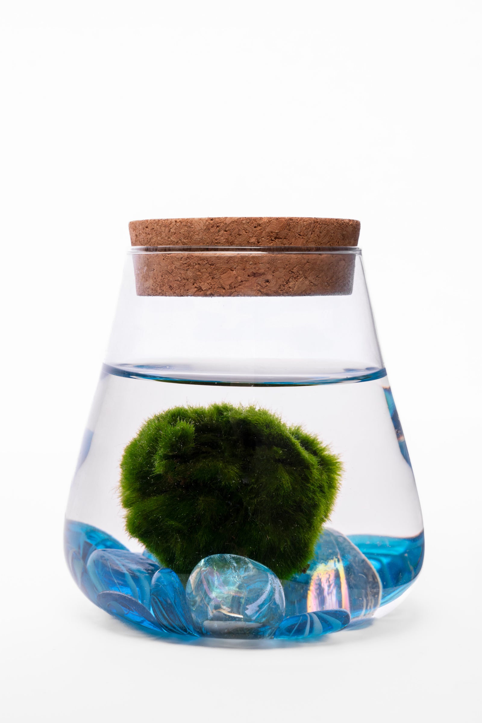 Marimo Moss Ball u Staklenoj Posudi – Modern Home Decor