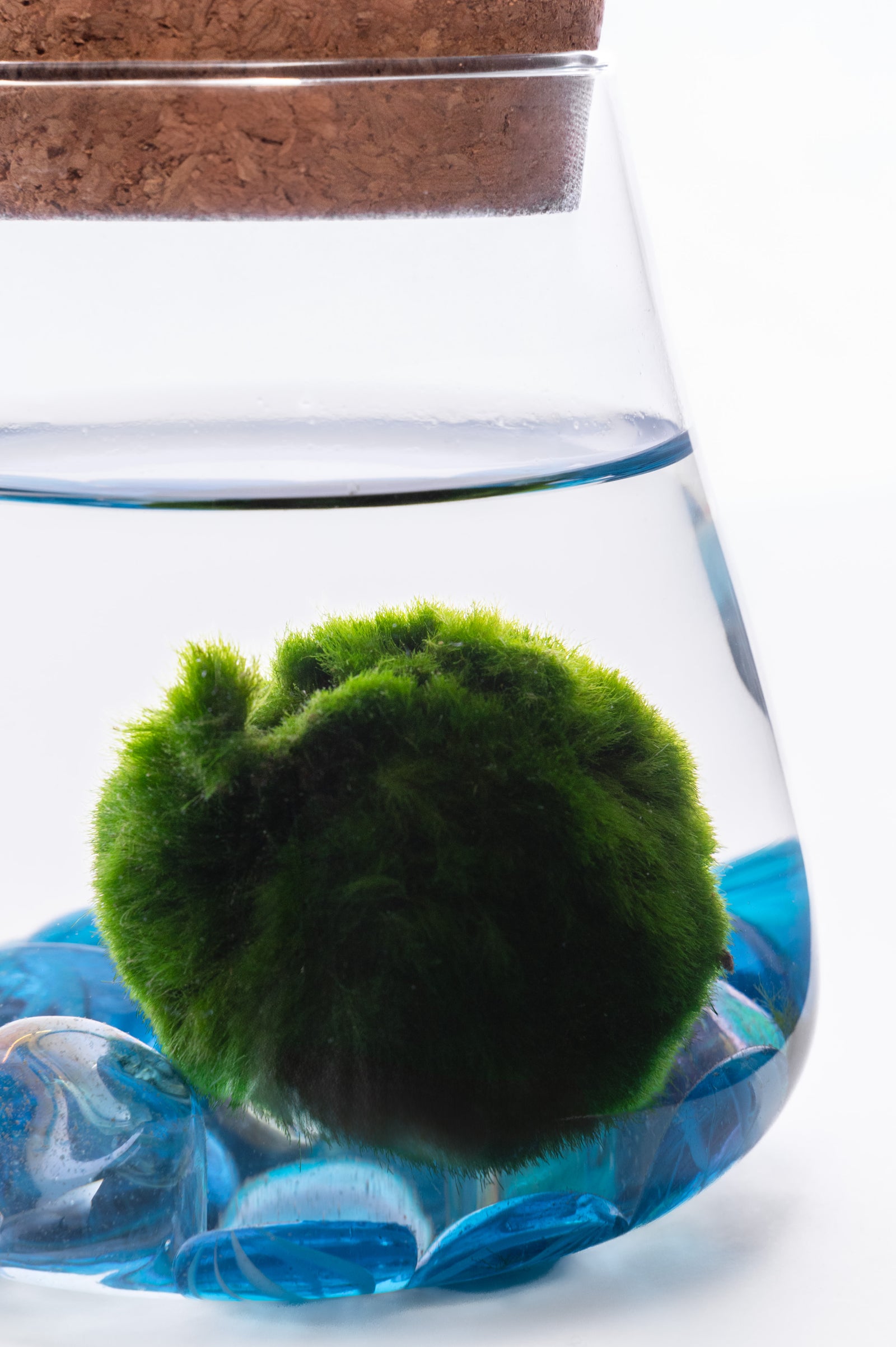 Marimo Moss Ball u Staklenoj Posudi – Modern Home Decor