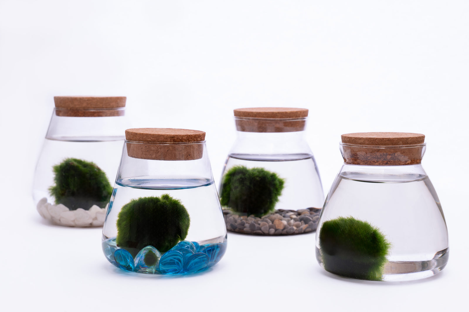 Marimo Moss Ball u Staklenoj Posudi – Modern Home Decor