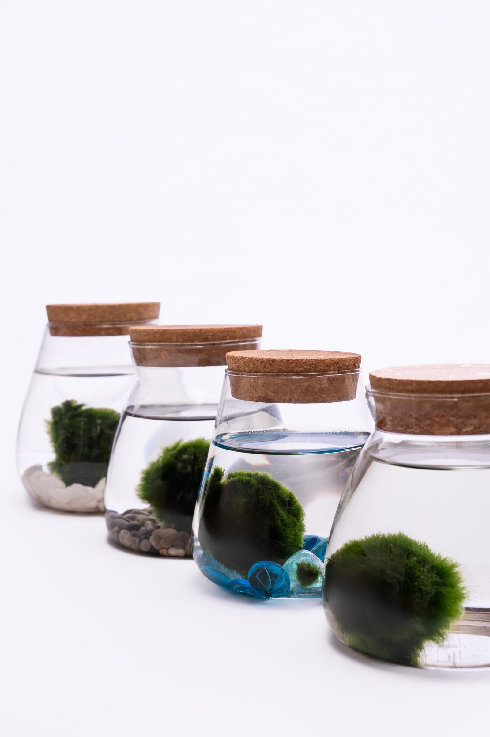 Marimo u Staklu – Minimalistička Dekoracija Enterijera