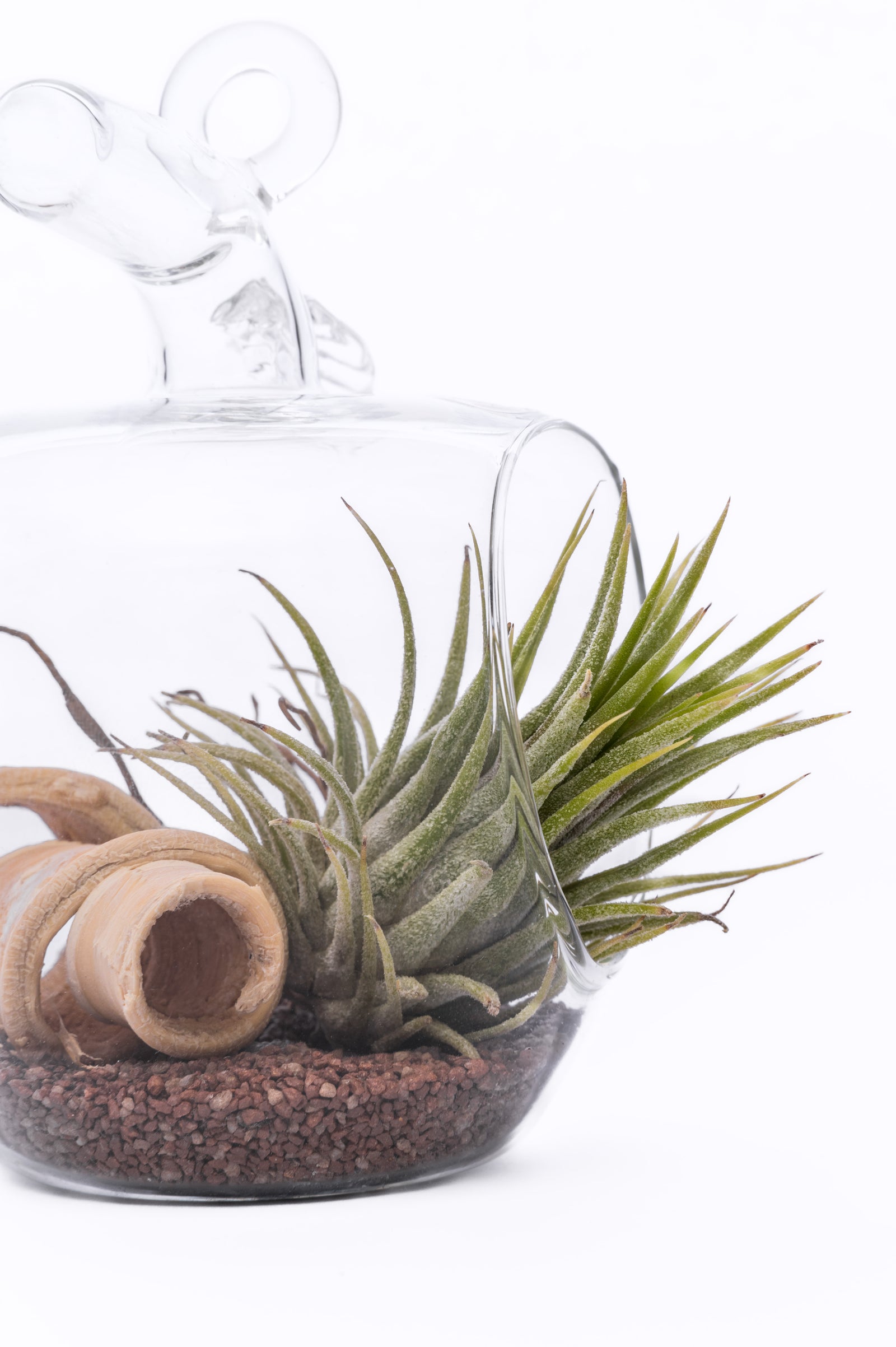 Tillandsia u Staklu – Moderna Vazdušna Biljka za Enterijer
