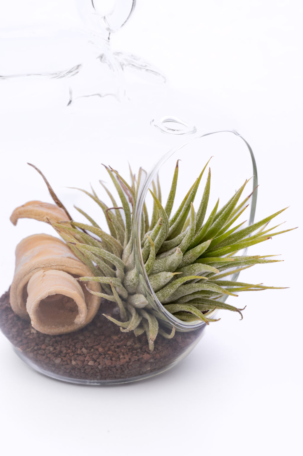 Tillandsia u Staklu – Moderna Vazdušna Biljka za Enterijer