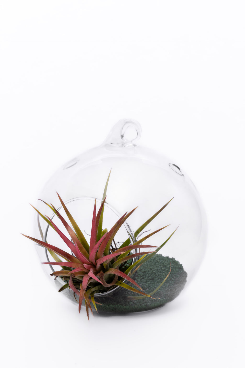 Air Plant Terrarium – Vazdušna Biljka u Staklenoj Kugli