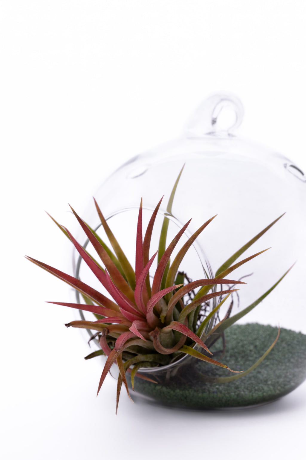 Air Plant Terrarium – Vazdušna Biljka u Staklenoj Kugli