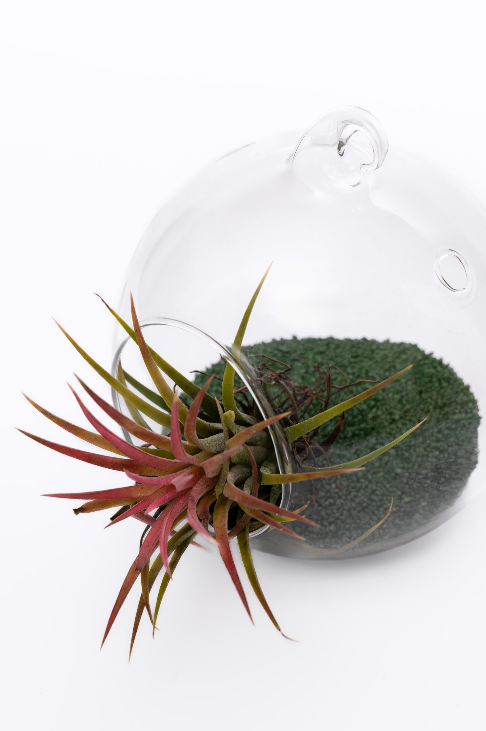 Air Plant Terrarium – Vazdušna Biljka u Staklenoj Kugli