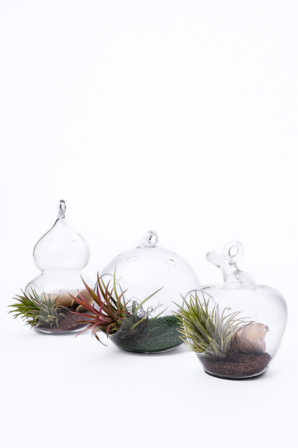 Air Plant Terrarium – Vazdušna Biljka u Staklenoj Kugli