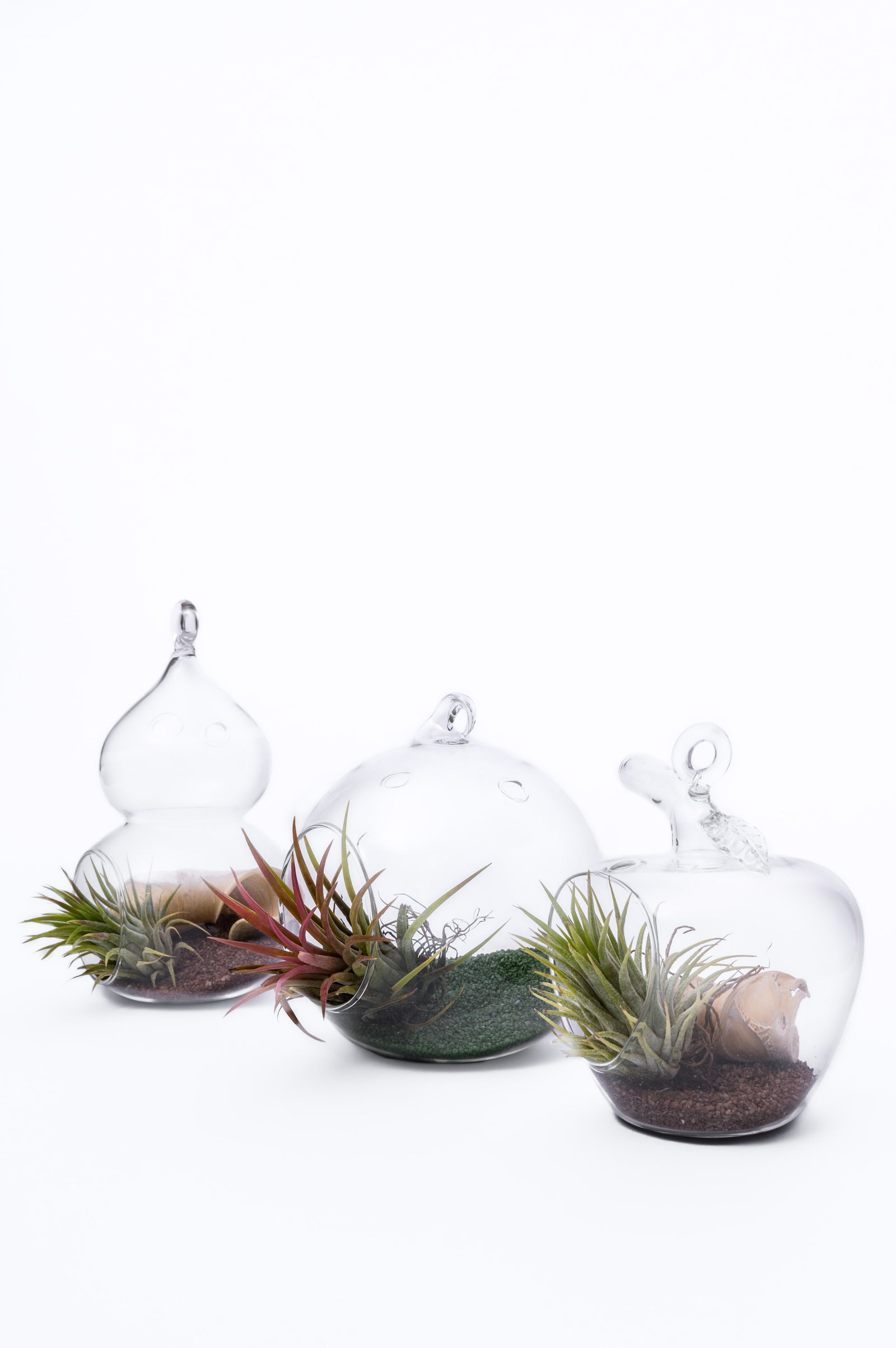 Air Plant Terrarium – Vazdušna Biljka u Staklenoj Kugli