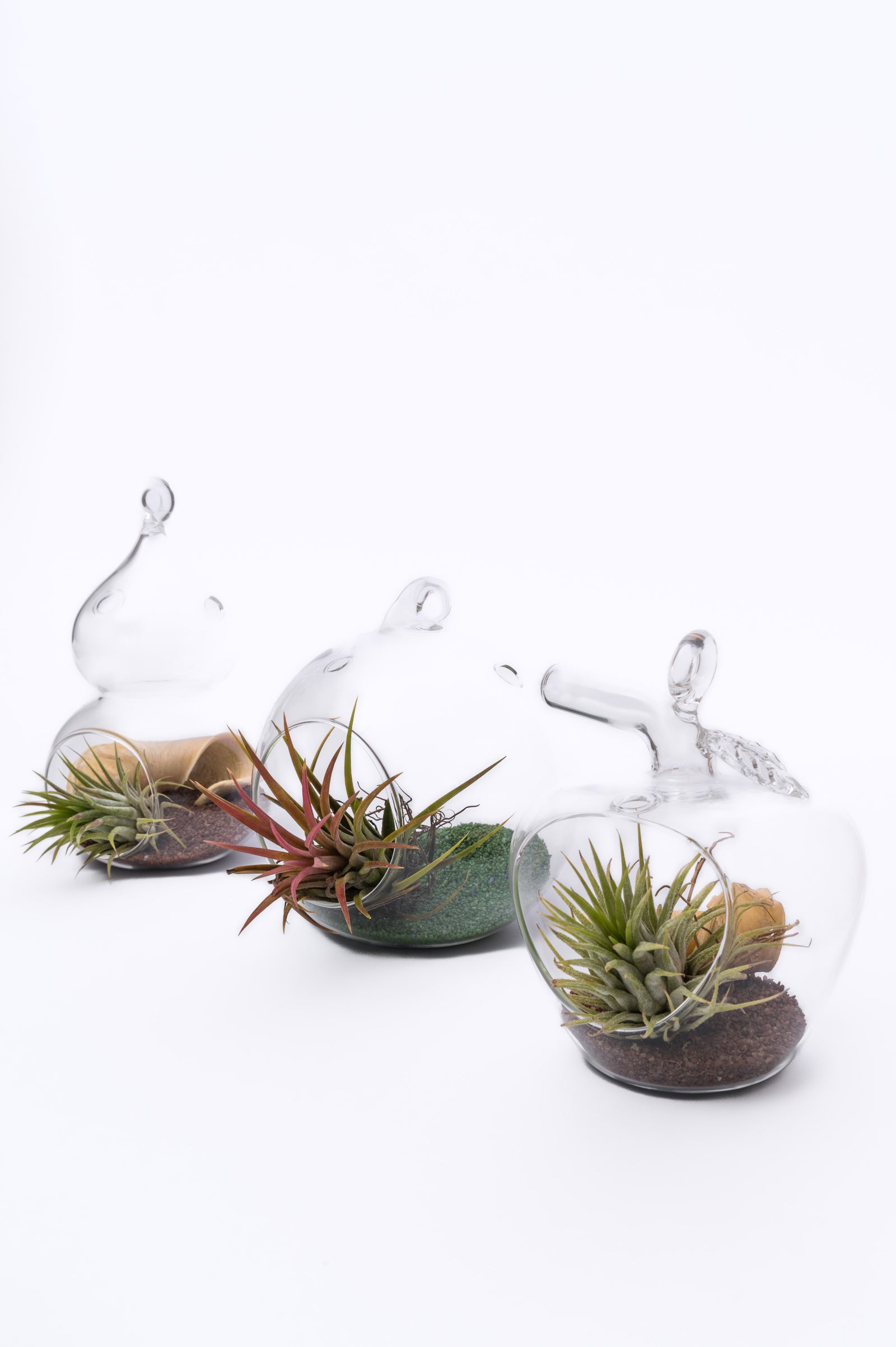 Air Plant Terrarium – Vazdušna Biljka u Staklenoj Kugli